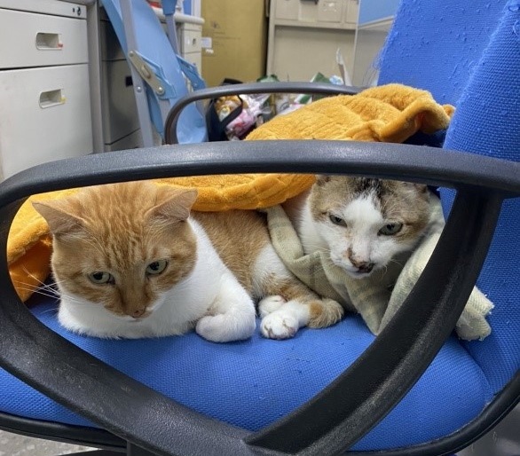 截肢母貓(左)親人也親貓，個性相當溫和。   圖：新北市動保處提供