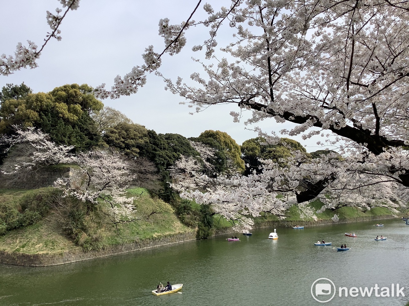 今年三月要來日本賞櫻是很絕望的。圖為去年三月下旬的千鳥淵。   圖：劉黎兒攝