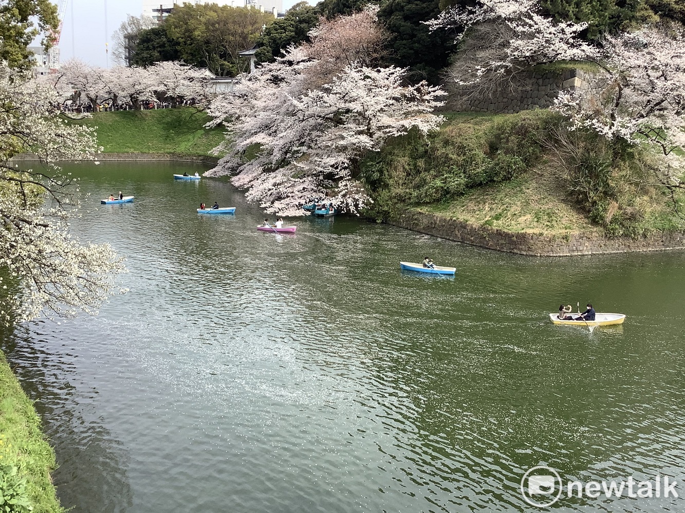 今年三月要來日本賞櫻是很絕望的。圖為去年三月下旬的千鳥淵。 圖：劉黎兒攝