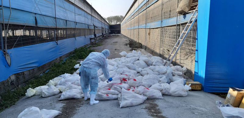 彰化、雲林等雞蛋產地近期陸續出現雞隻禽流感疫情，大量雞隻遭撲殺，導致雞蛋產量銳減，市面上雞蛋供應更吃緊。 圖:彰化縣政府提供
