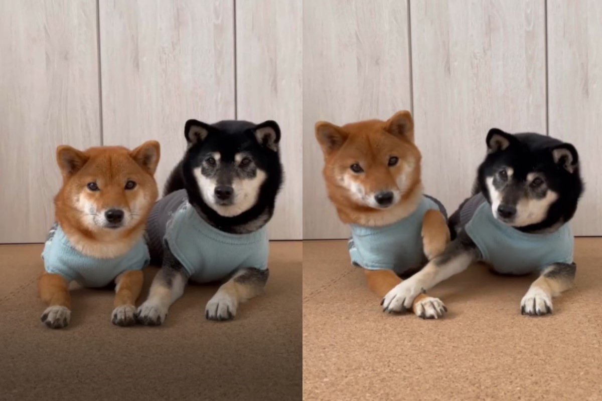 柴犬姐妹愛疊手！互不相讓：來輸贏