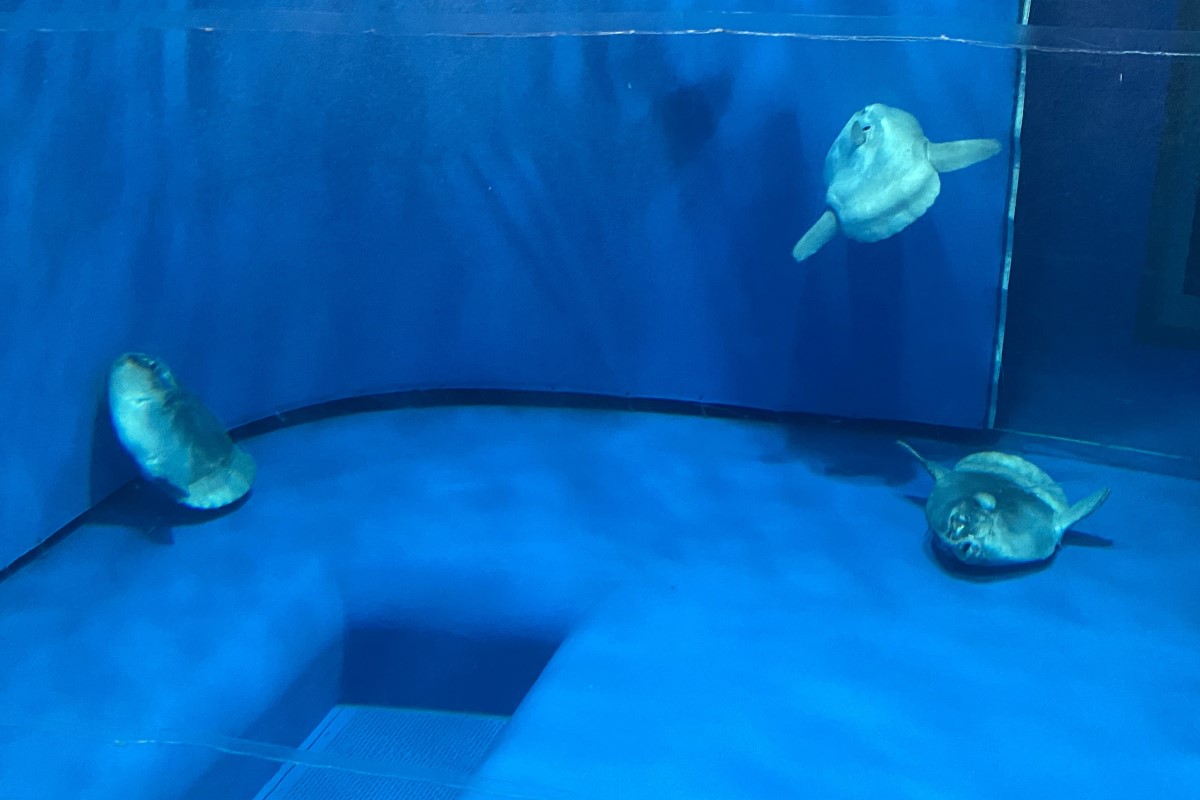 翻車魚難生存？成年竟幾乎沒天敵