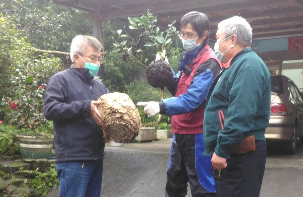 將大蟻窩誤認虎頭蜂窩  新北動保處化解民眾虛驚