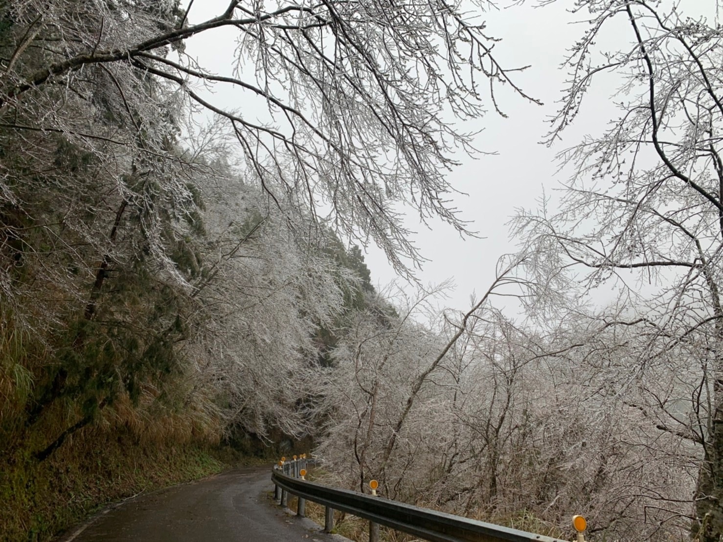 受到寒流影響，太平山國家森林遊樂區出現樹木結冰。   圖：翻攝自太平山國家森林遊樂區臉書