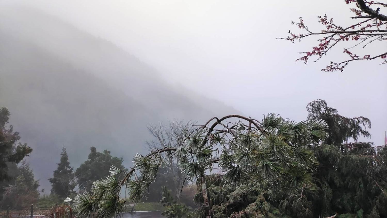 太平山國家森林遊樂區出現樹木結冰，並未降雪。   圖：翻攝自太平山國家森林遊樂區臉書