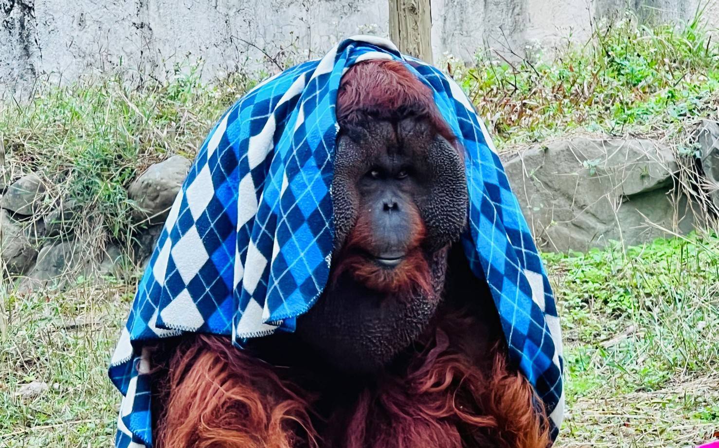 寒流來襲！壽山動物園紅毛猩猩時尚走秀 狐獴「抱緊」取暖賣萌 | 生活 |