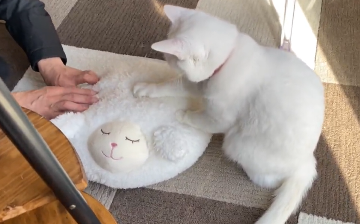 萌猫 sddefault.jpg?v=60571418