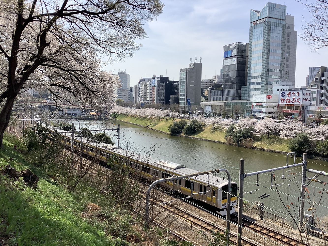 劉黎兒觀點》亂喊「解封」！日本單日新冠死亡逾300 當心賞櫻旅遭坑錢騙個資