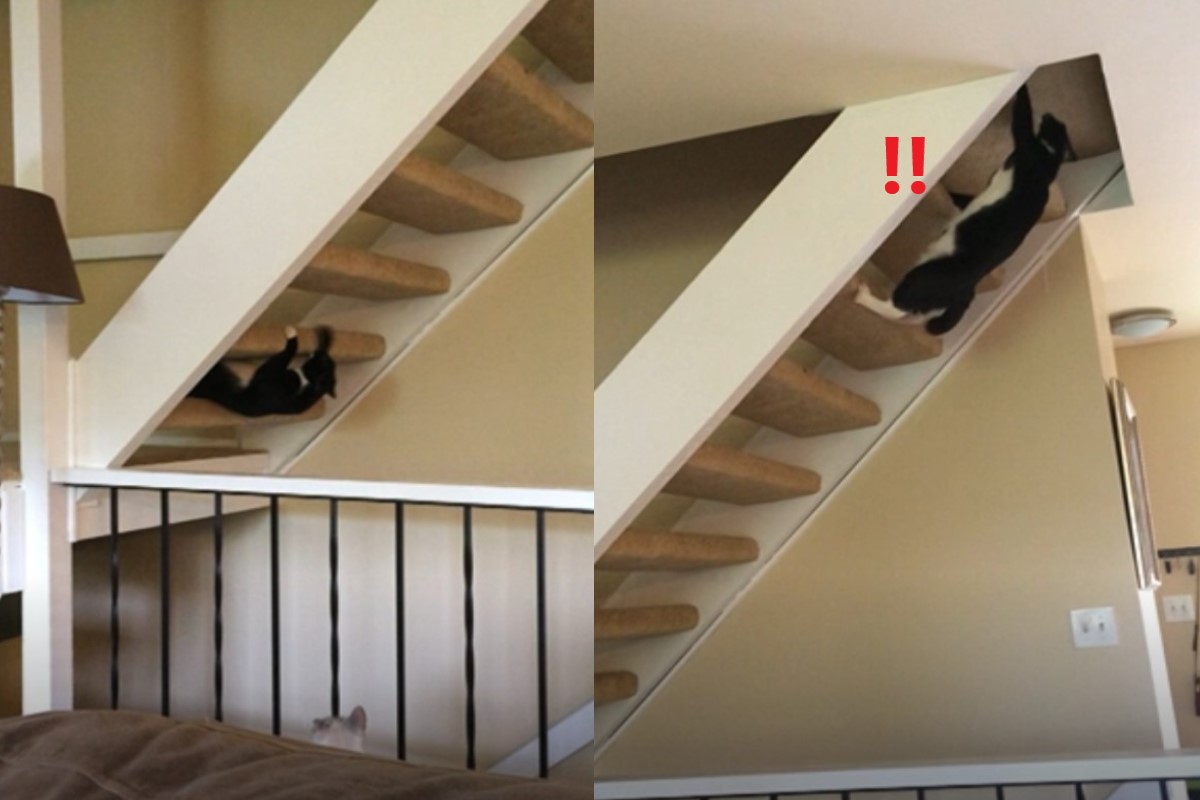(影)貓咪開外掛爬樓梯！網：極限體能王