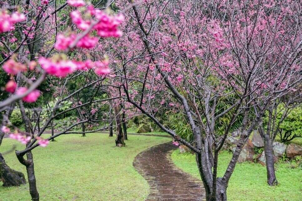 陽明公園櫻花林。   圖：取自台北旅遊網