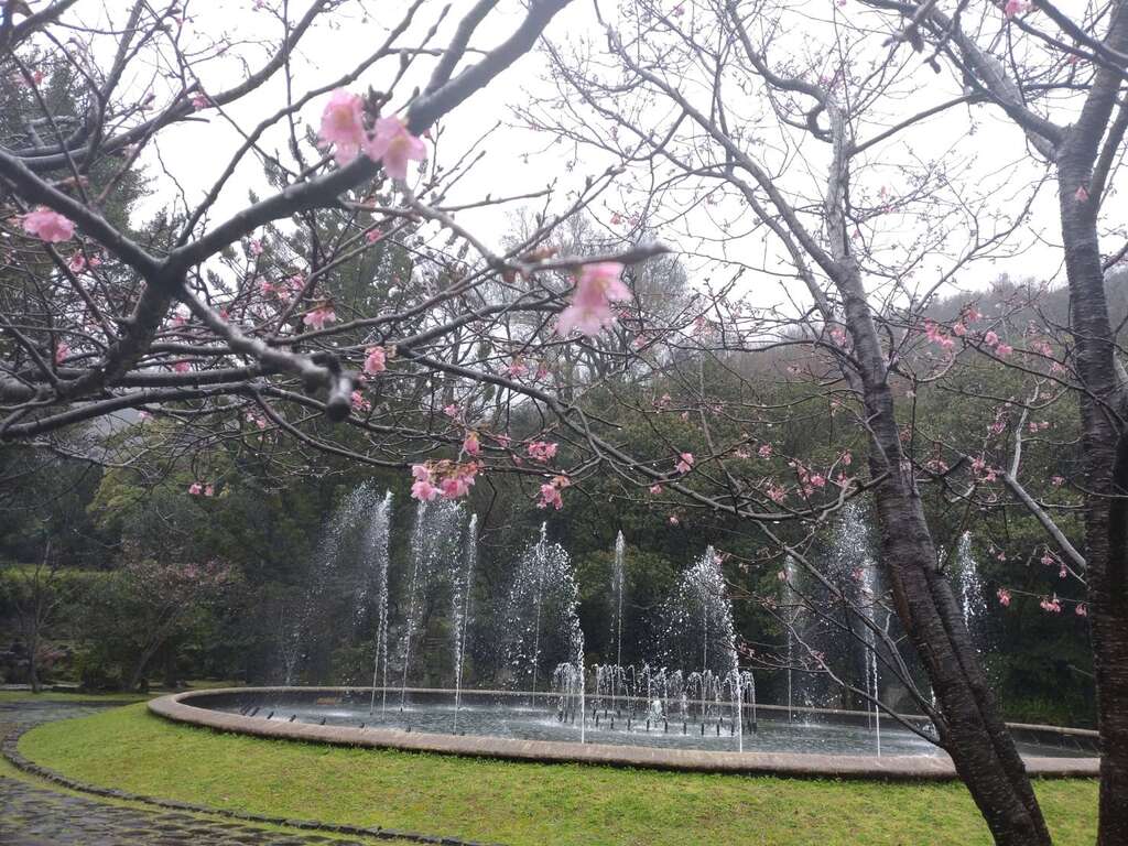 噴水池旁的昭和櫻。   圖：取自台北旅遊網
