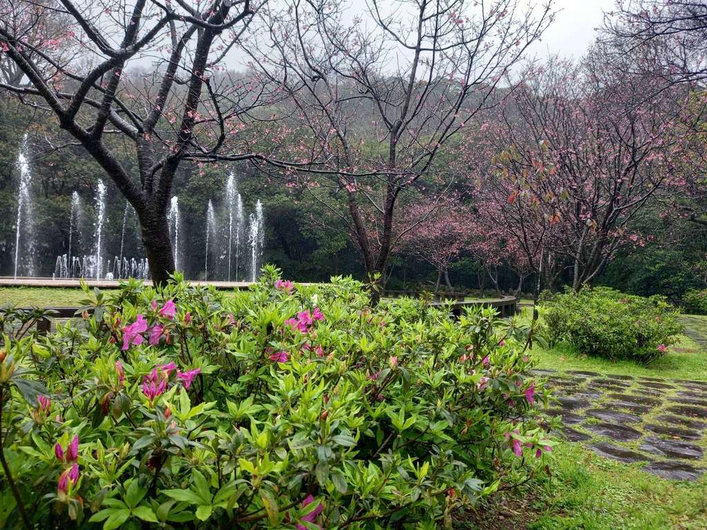 噴水池旁環繞著昭和櫻及杜鵑花。   圖：取自台北旅遊網
