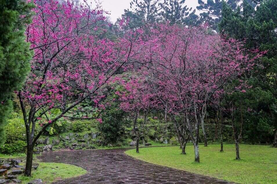 櫻花開的像一棵棵粉色棉花糖。   圖：取自台北旅遊網