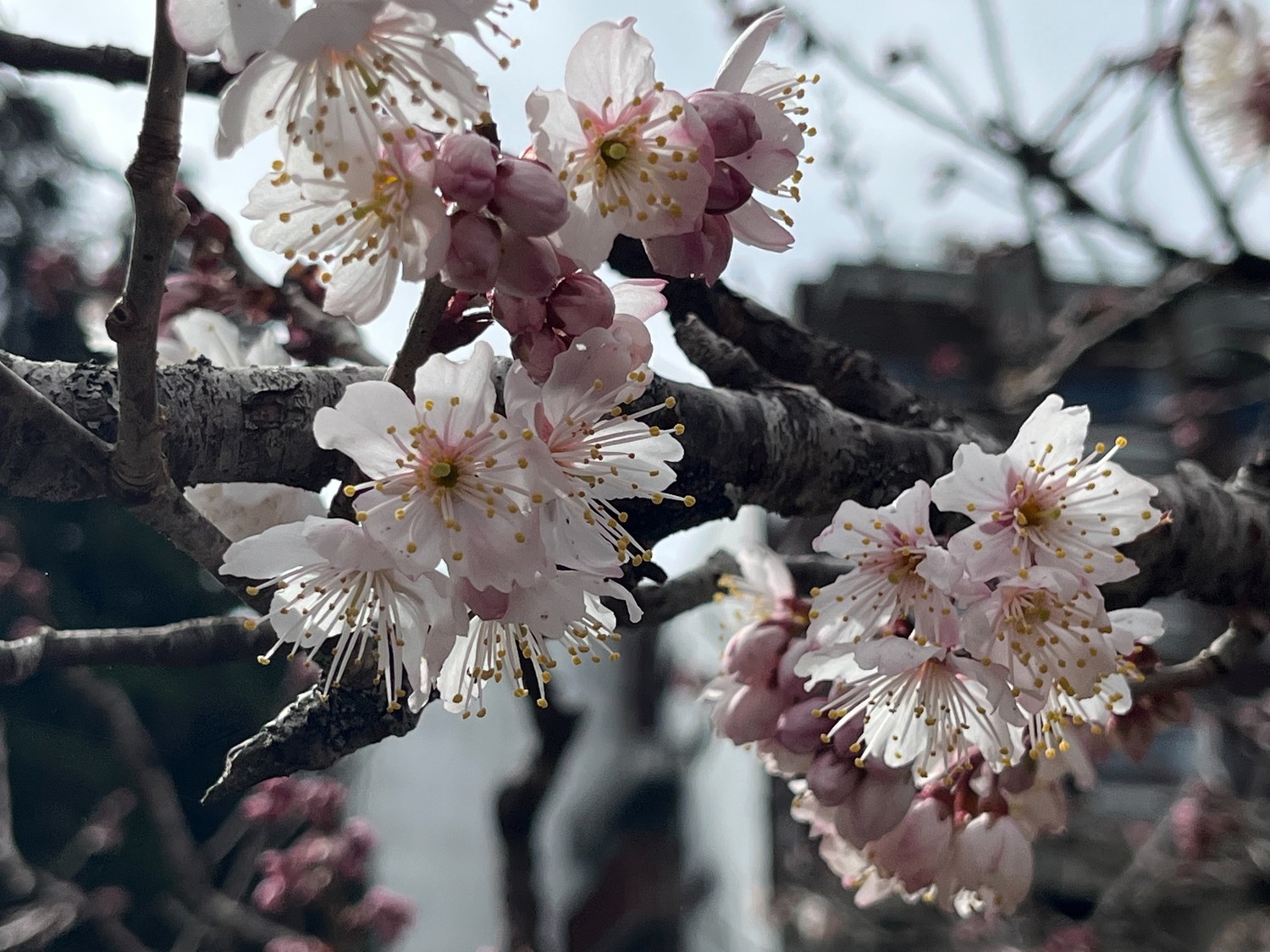 阿里山粉紅櫻花浪漫盛開！228連假交管措施看這邊