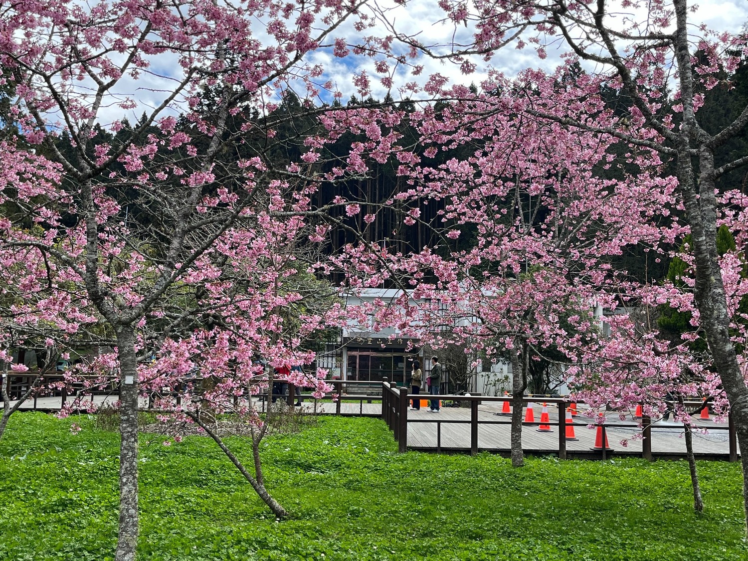 阿里山粉紅櫻花浪漫盛開！228連假交管措施看這邊