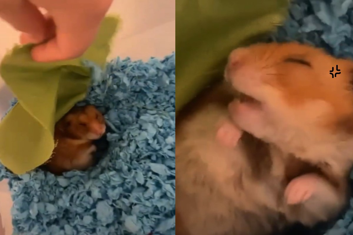 飼主偷掀被子！倉鼠怒蓋回去：別吵