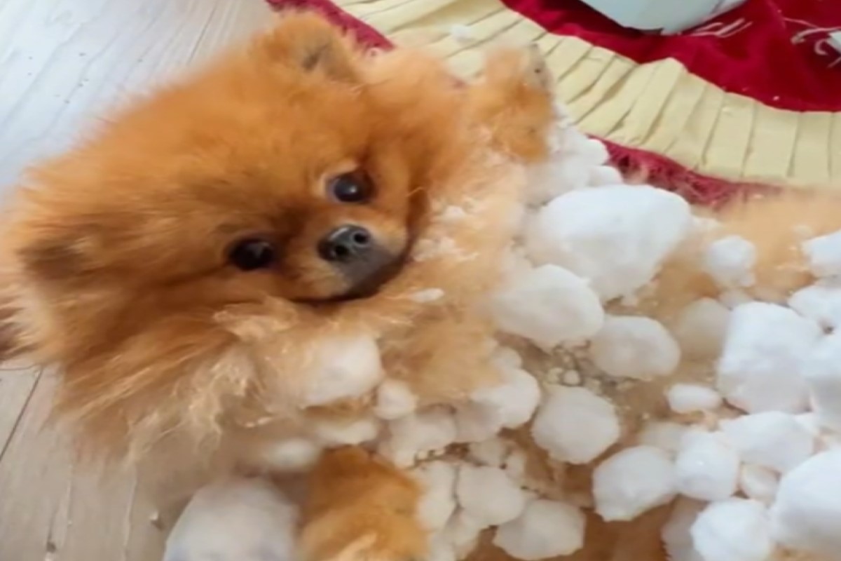 狗雪地狂奔「黏湯圓」！千萬網笑翻