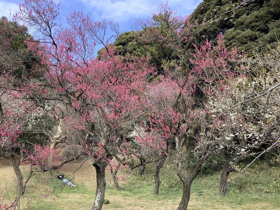 小石川植物園有百株梅花50品種，開花時期從12月到四月都有 圖:劉黎兒攝影