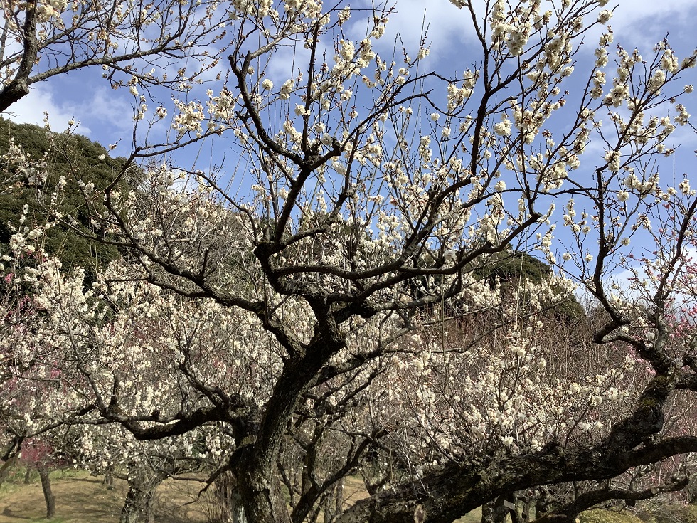 小石川植物園白梅也滿開，沒有櫻花盛開時的鬧意，但清香撲鼻   圖:劉黎兒攝影