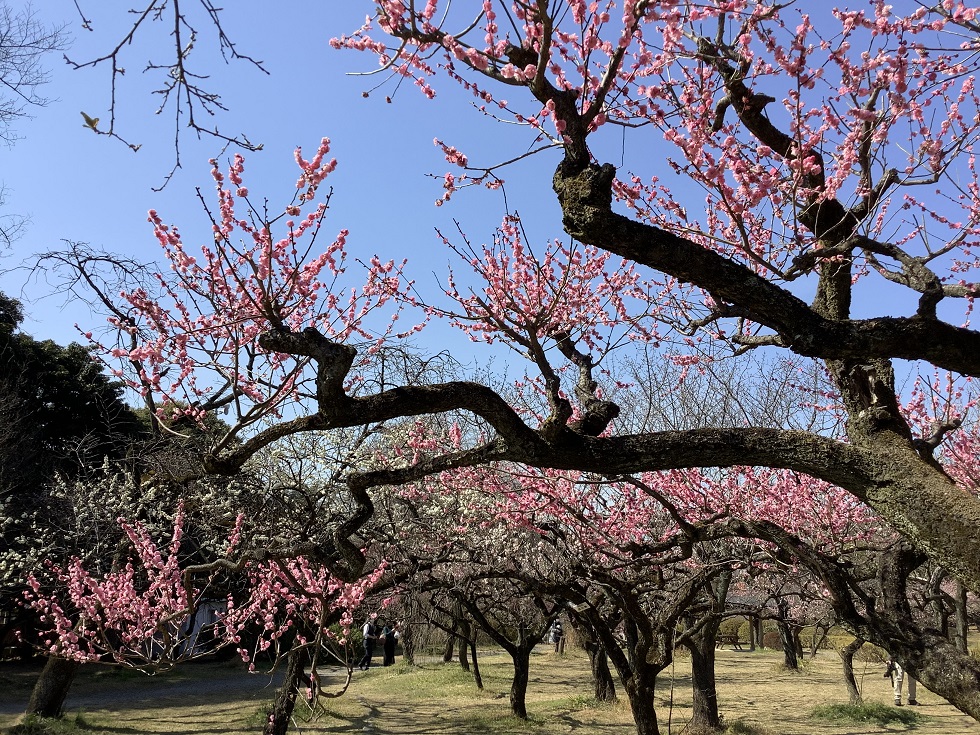 小石川植物園的紅梅因為初春的溫暖而開花了，明明就是越暖越開花的報春花 圖:劉黎兒攝影