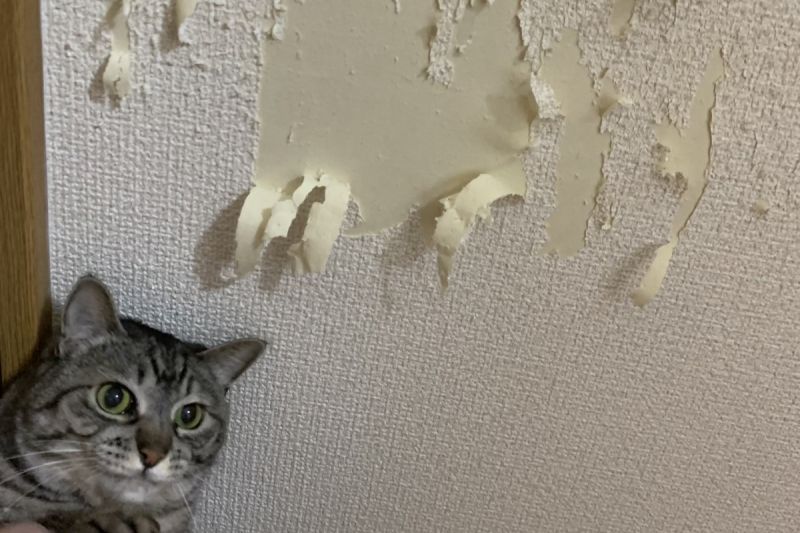 勸退系列？飼主曝光養貓後的房間