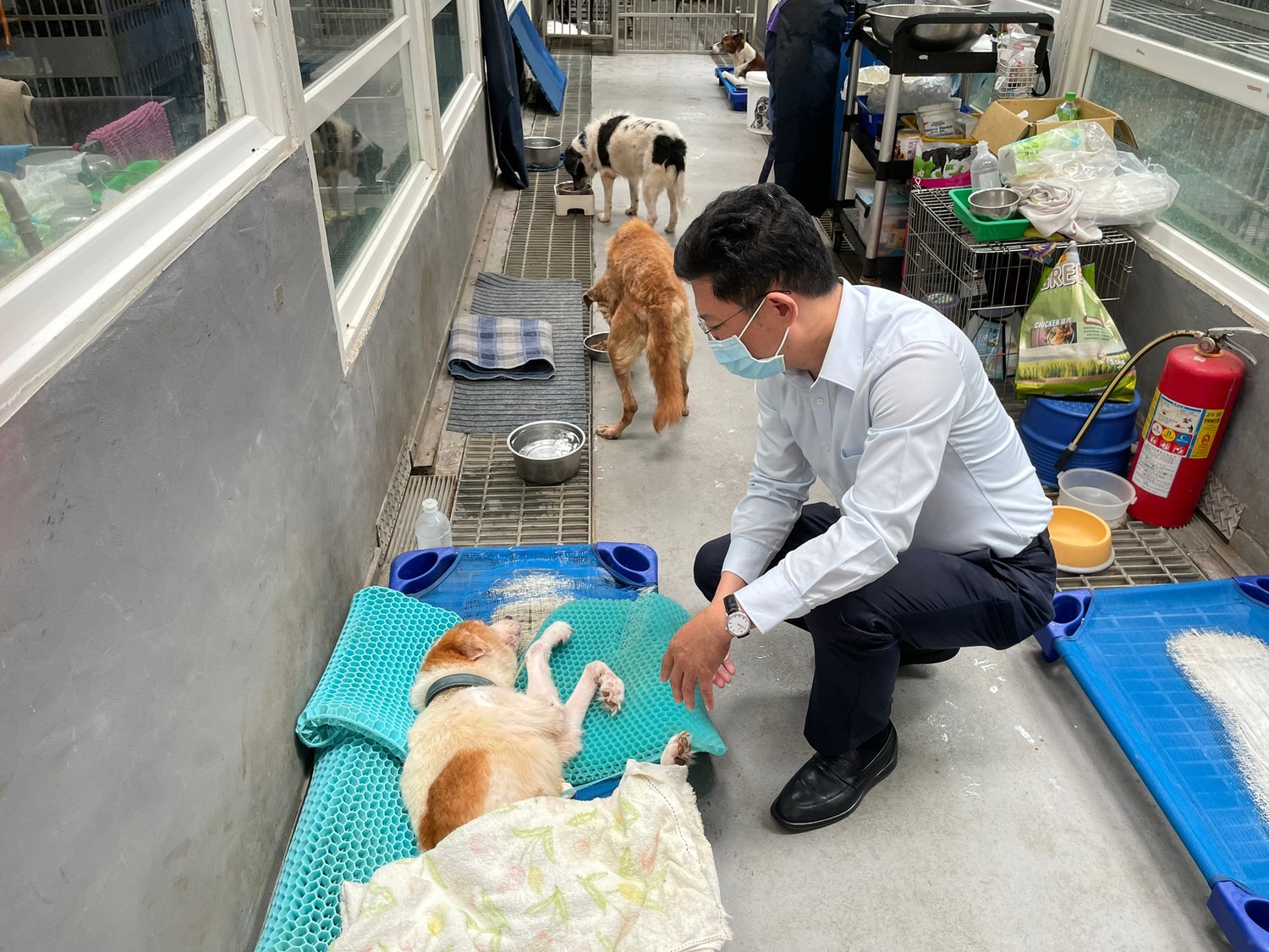 新北嚴辦虐貓男 議員金瑞龍籲各界關心動物權益