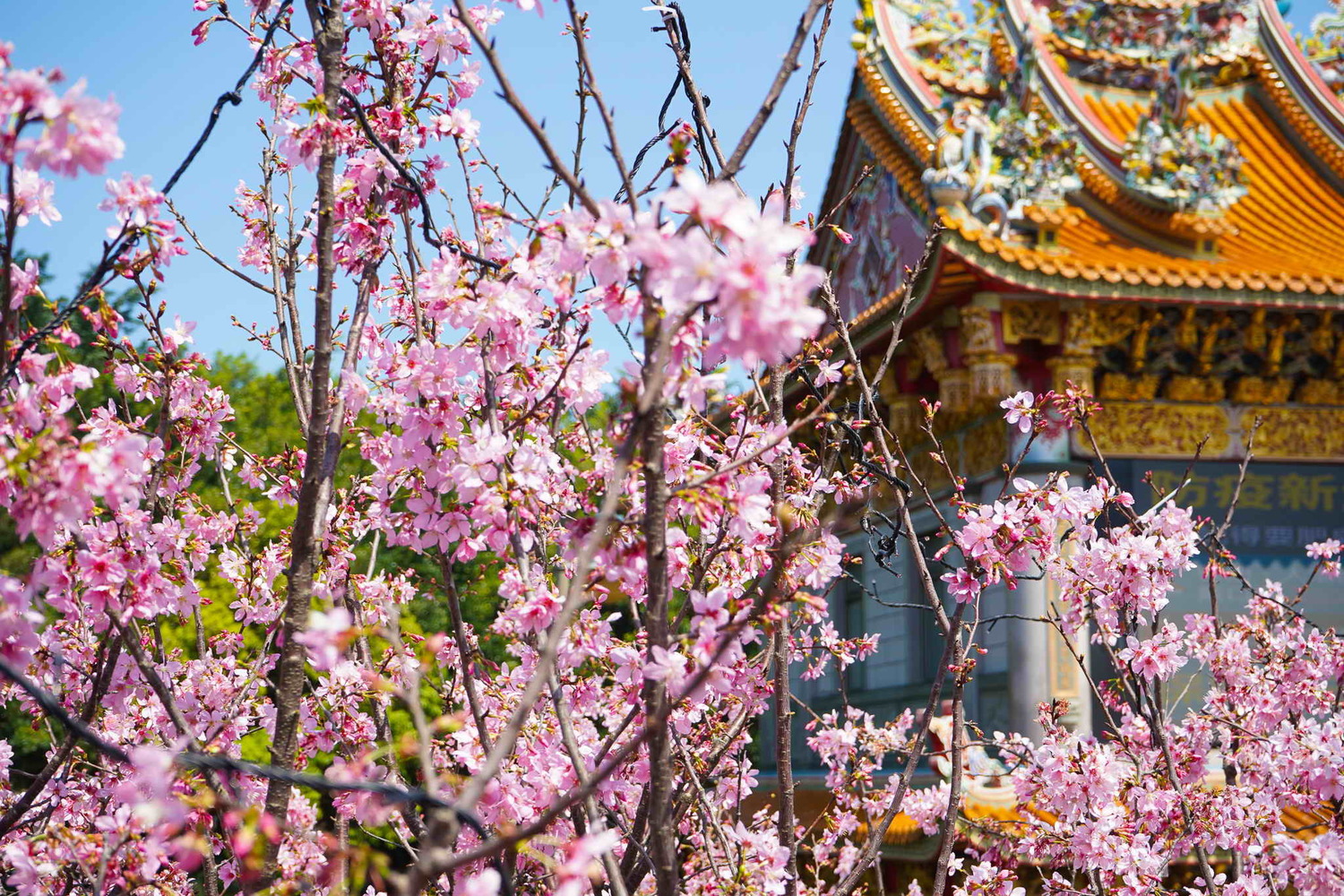 林口櫻花季今竹林山觀音寺登場  萬人同享浪漫粉白櫻花