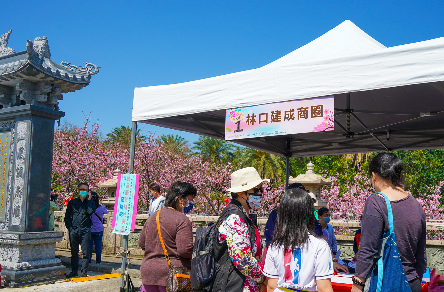 林口櫻花季今竹林山觀音寺登場  萬人同享浪漫粉白櫻花