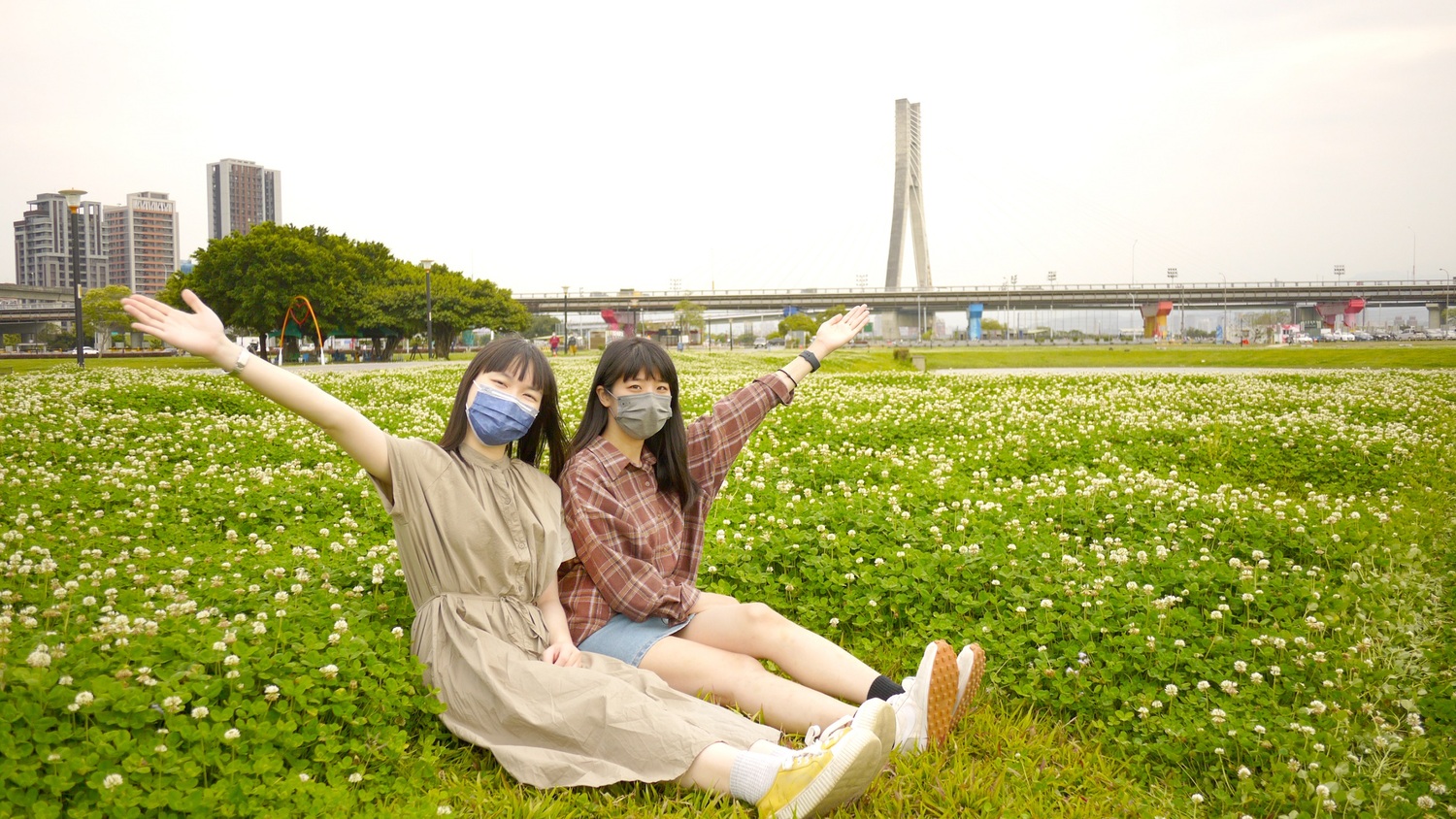 新北河濱公園下雪了 白花三葉草鋪滿地
