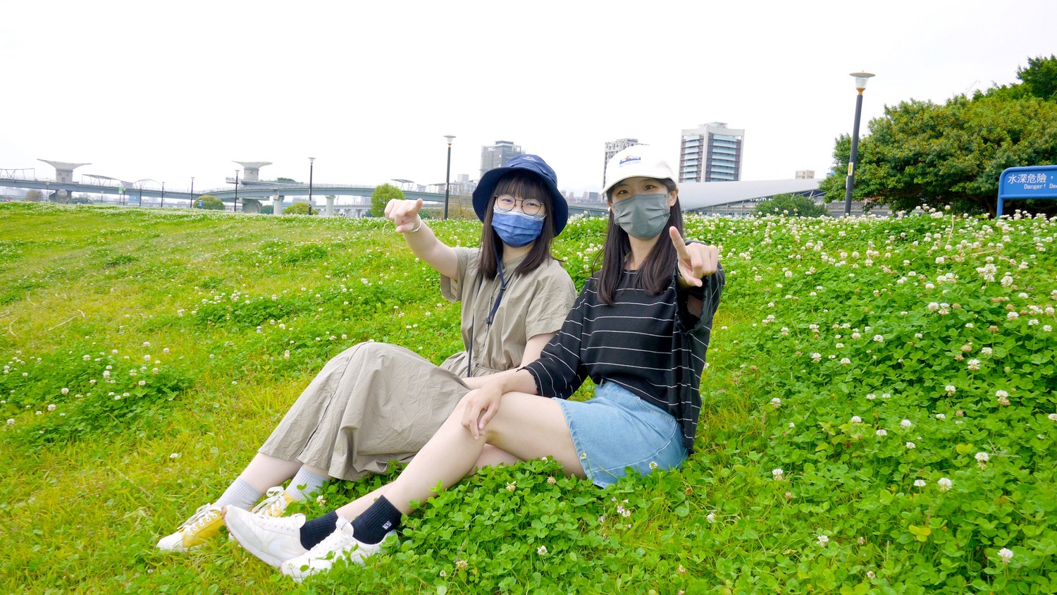 新北河濱公園下雪了 白花三葉草鋪滿地