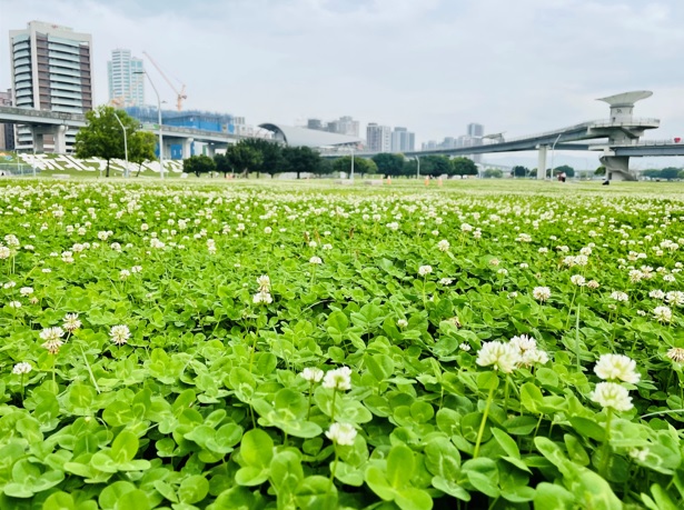 新北河濱公園下雪了 白花三葉草鋪滿地