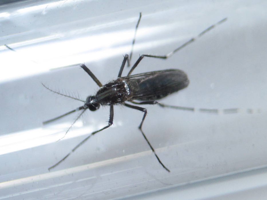 茲卡病毒的傳播依靠埃及斑紋。最新研究發現，身上帶有沃巴赫氏菌（wolbachia）的蚊子，能降低茲卡病毒的傳染力。   圖：達志影像/路透社資料照片