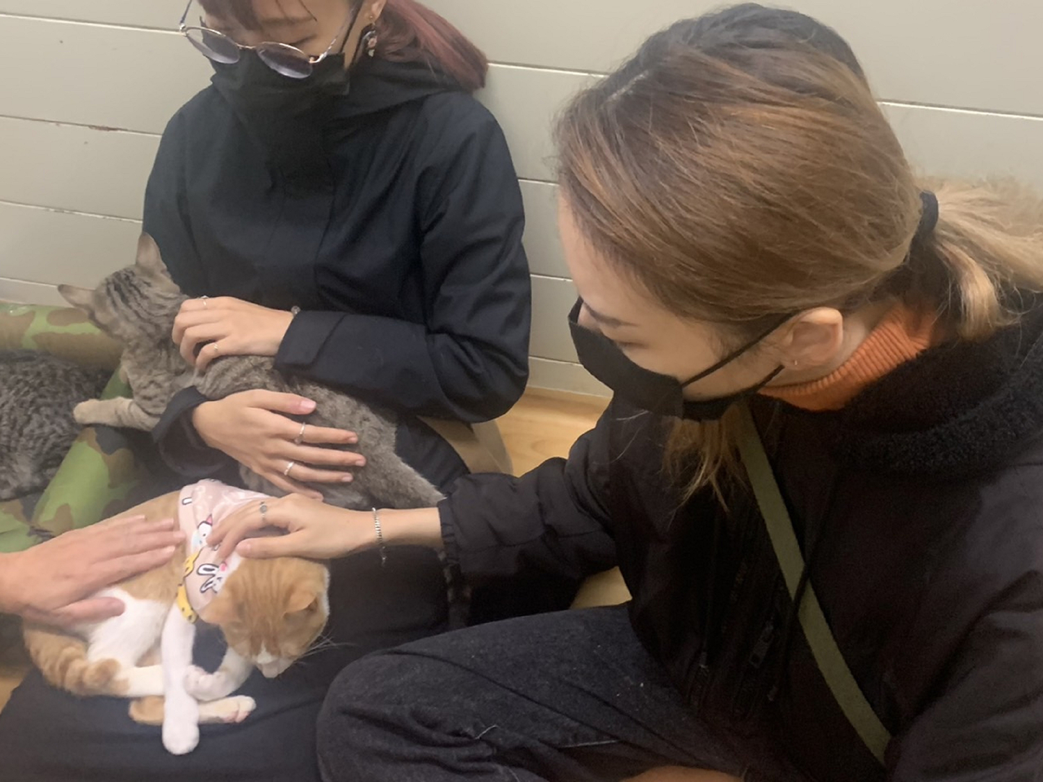 新北妙手救治癱瘓貓　愛的奇蹟讓牠走進幸福家庭