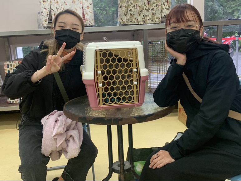 新北妙手救治癱瘓貓　愛的奇蹟讓牠走進幸福家庭