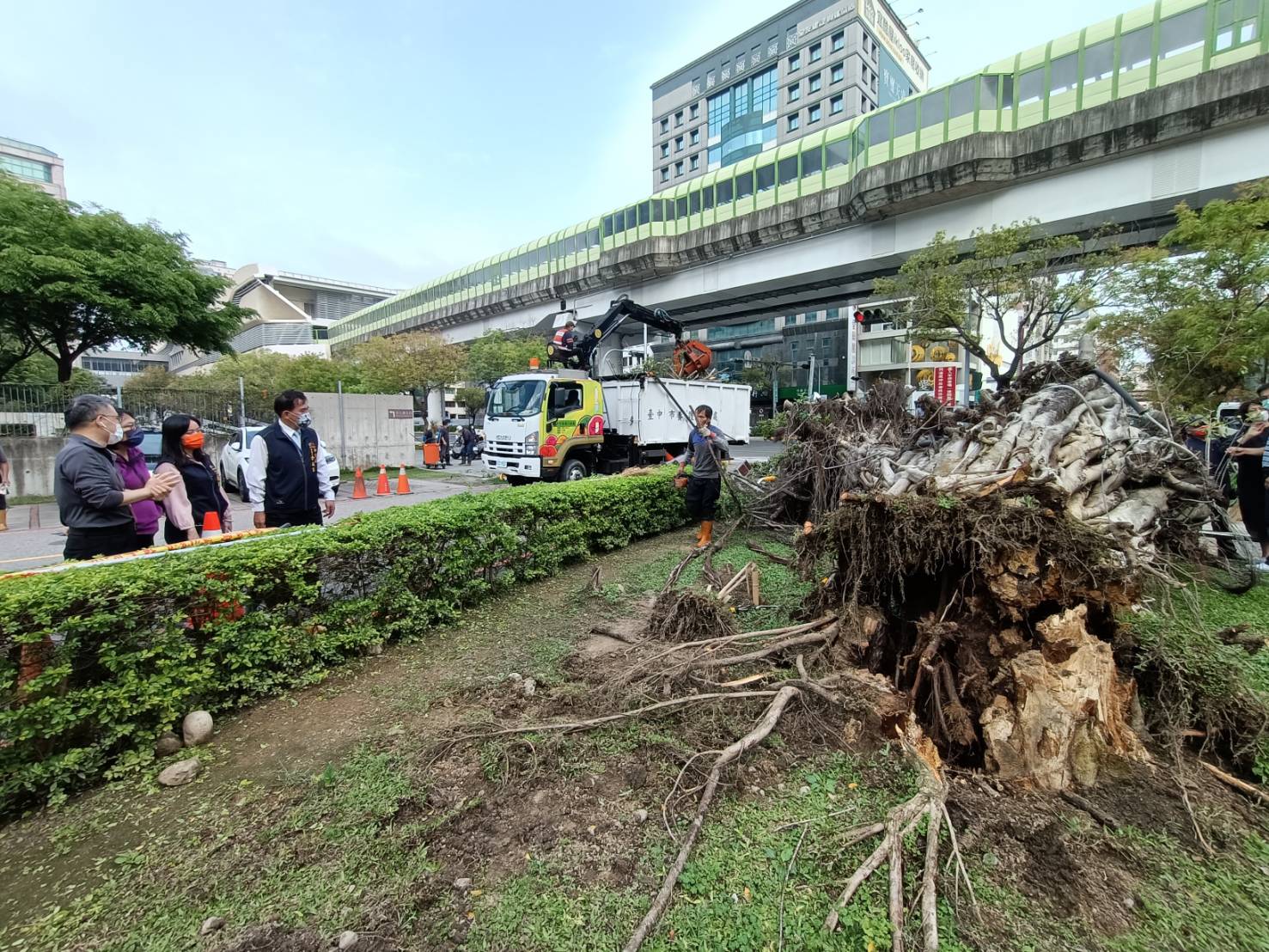 中市府旁50年路樹突倒塌 一人割傷、波及20輛機車