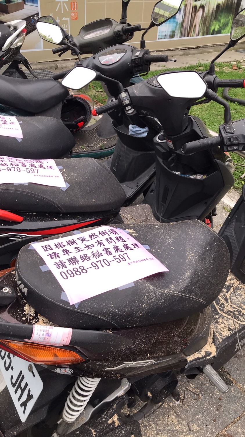 中市府旁50年路樹突倒塌 一人割傷、波及20輛機車