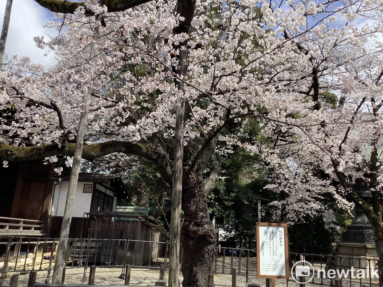 靖國神社內這棵櫻花樹決定東京櫻花「滿開」基準。 圖：劉黎兒攝