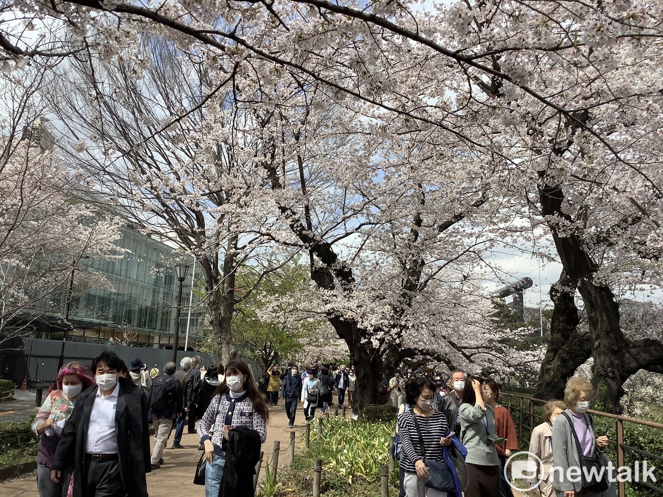 東京27日宣布櫻花盛開，各處賞櫻人潮洶湧。   圖：劉黎兒攝