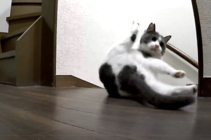 貓咪突然一怪動作！飼主：啥意思？