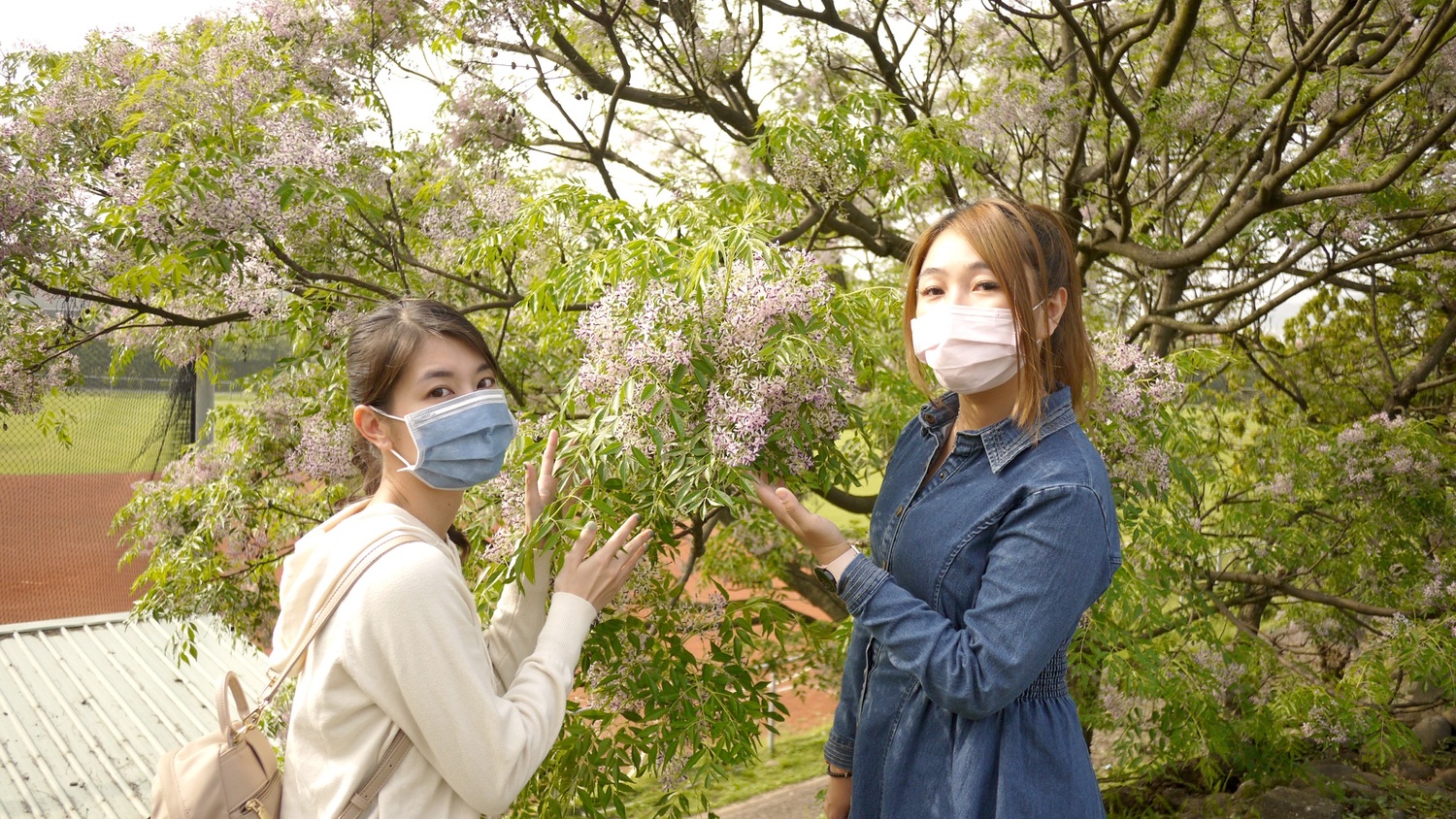 新北河濱賞花最前線 浪漫苦楝花熱烈綻放中