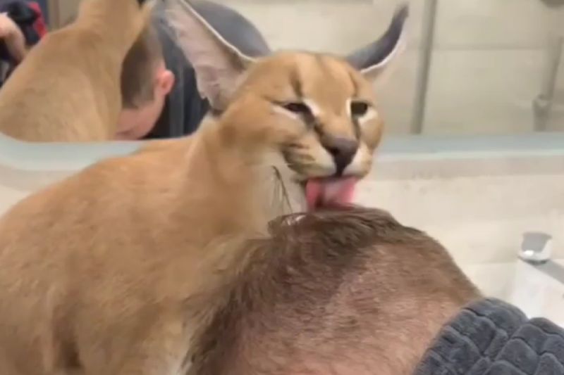 自動洗頭機？ 獰貓對主人熱情服務