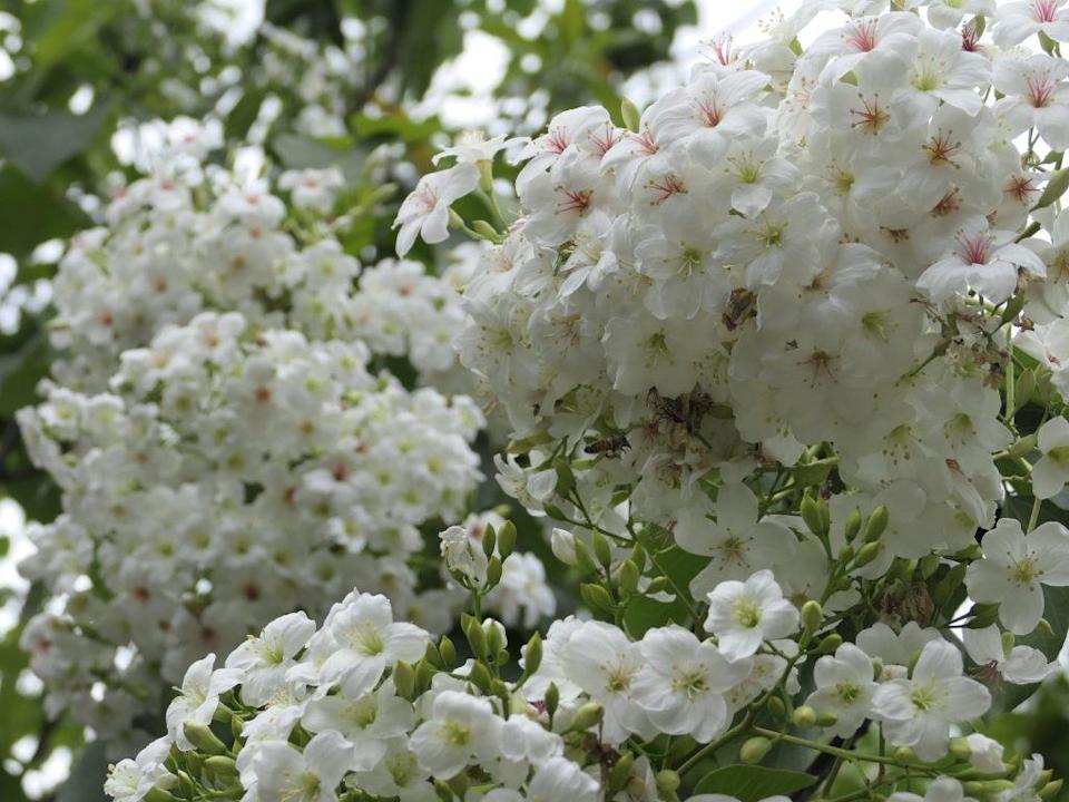 賞桐花喝梅酒！「台南客家桐花祭」4/9梅嶺登場