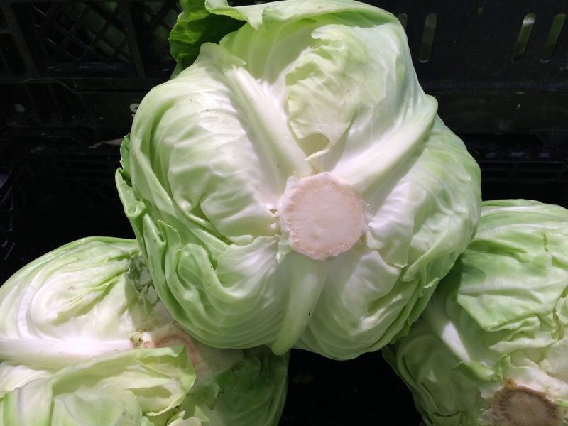 高麗菜慘忘冰箱7天！一拿畫面震撼