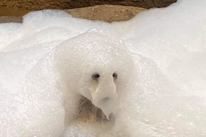 動物園驚見「泡泡怪」！本尊曝光