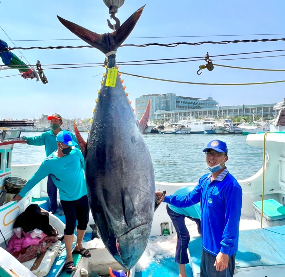 2022黑鮪魚季第一鮪確認  4/10東港魚市場公開拍賣