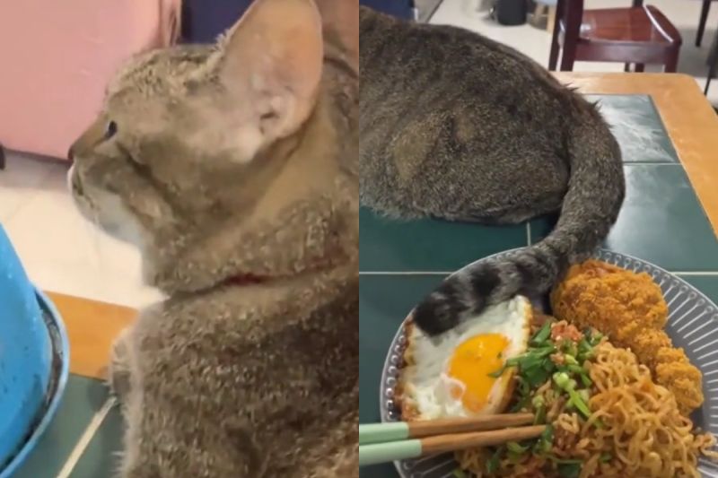 主人吃獨食！貪吃貓用尾巴偷偷教訓