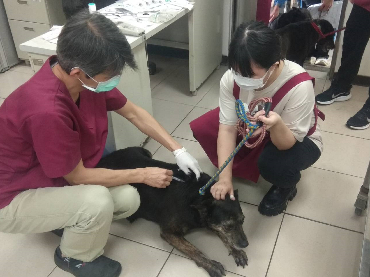 4月狂犬病疫苗補強注射月　新北提醒飼主攜毛寶貝施打