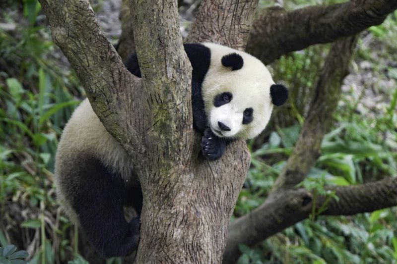 小熊貓圓寶要獨立！為換個人房拚了