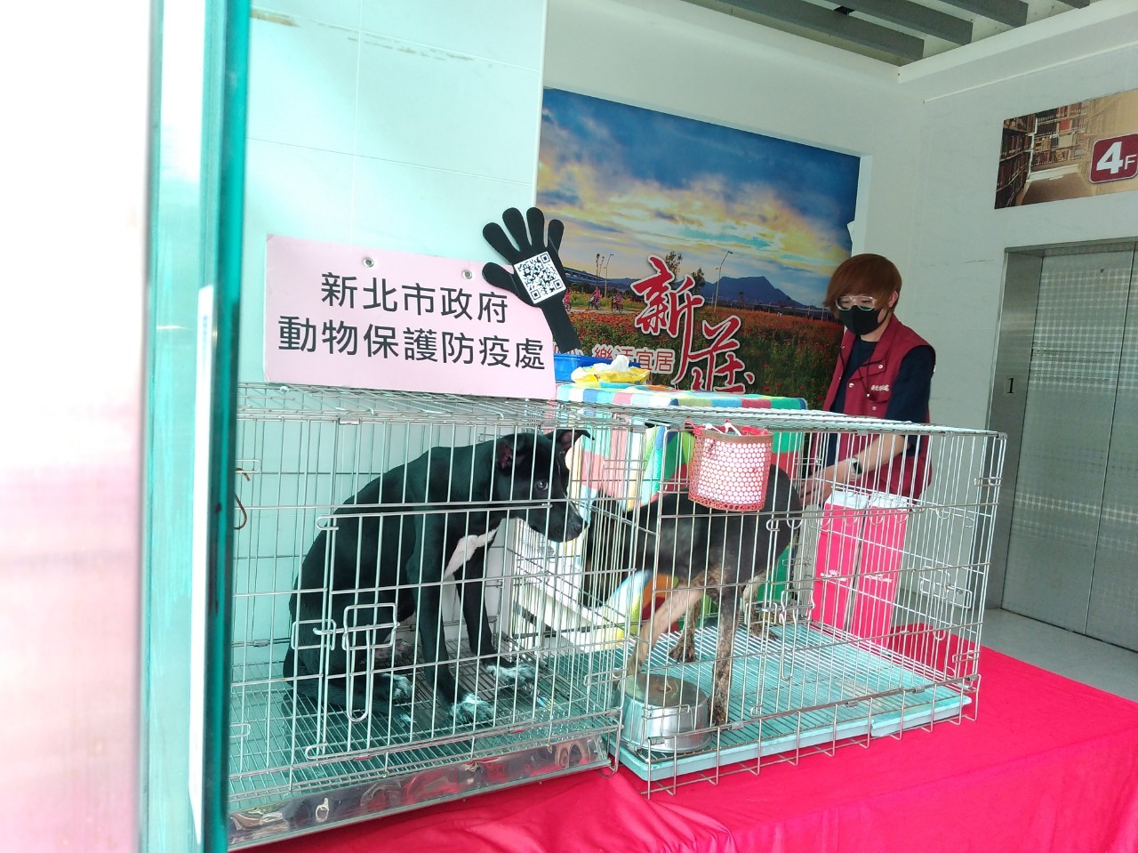 4月11日國際寵物日，新北動保處再度攜手裕民圖書館舉辦犬貓認養。   圖：新北市動保處提供