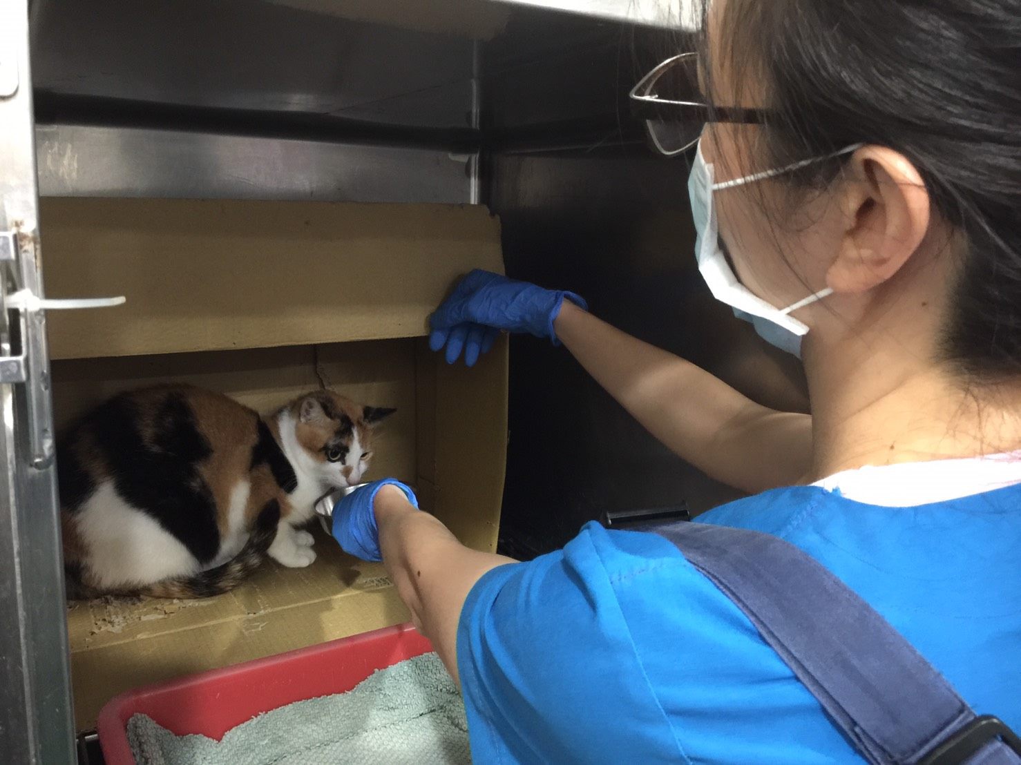 北市動物之家3年平均退養40隻！汪志冰：民間公司家訪還做比較好